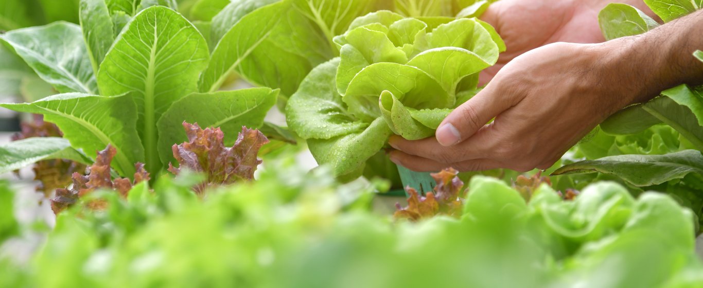 Rau sạch tại vườn