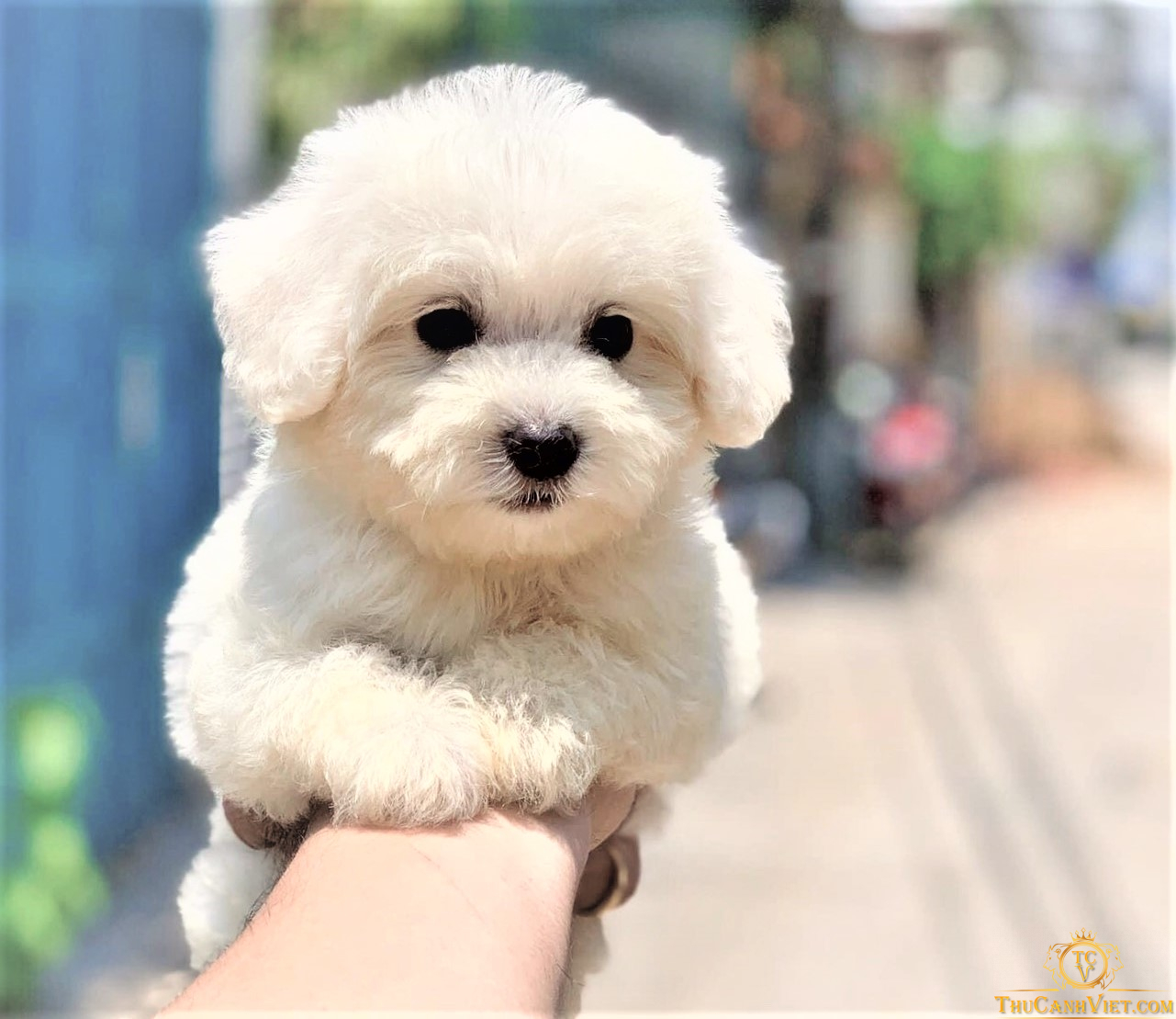 Chó Poodle thuần chủng